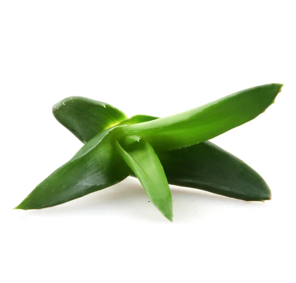 Liści aloe vera — Zdjęcie stockowe