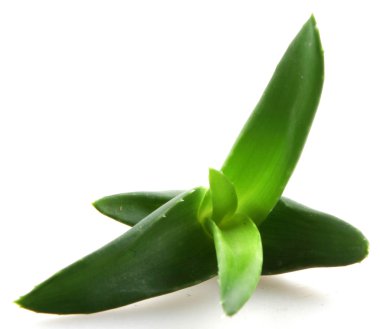 aloe vera yaprağı