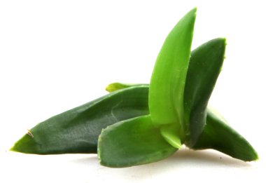 aloe vera yaprağı