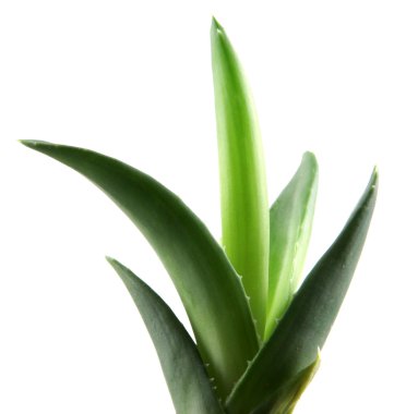 aloe vera yaprağı