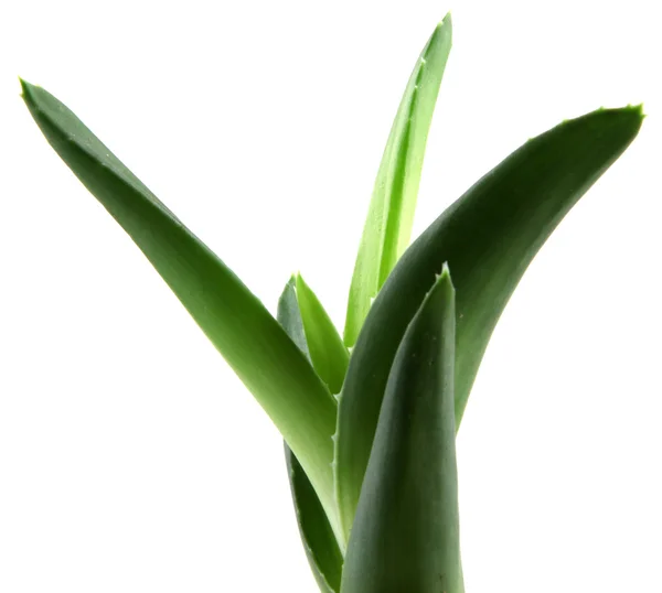 Blätter der Aloe Vera — Stockfoto