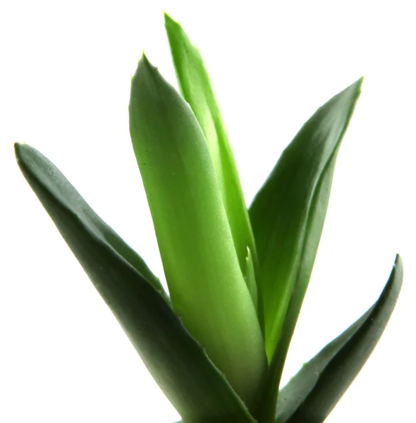 Aloe vera blad — Stockfoto
