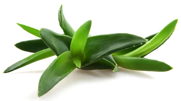 Foglie di aloe vera — Foto Stock