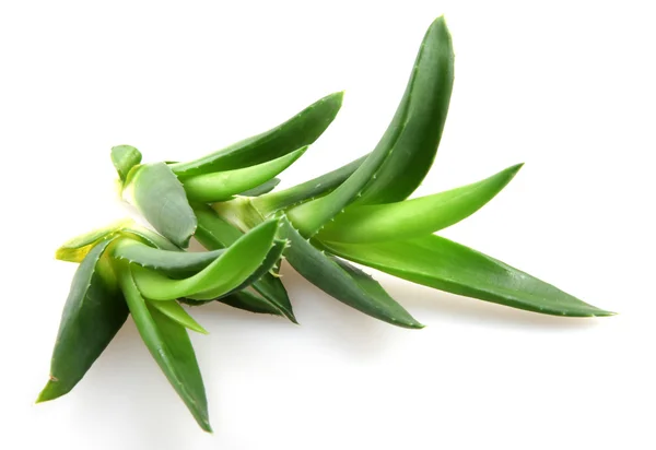 Aloe Vera — Stockfoto