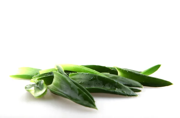 Aloe vera — Foto Stock