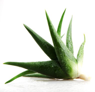 aloe vera bitkisi beyaz üzerine izole