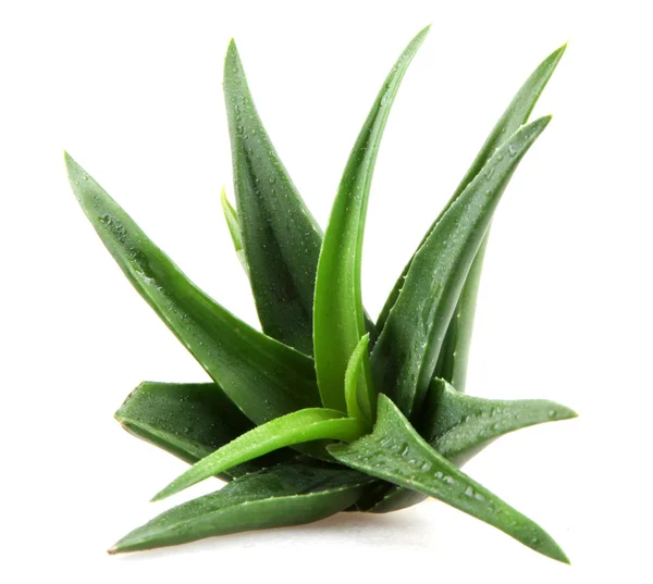 Aloe vera bitkisi beyaz üzerine izole — Stok fotoğraf