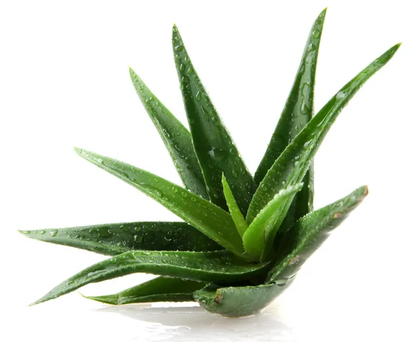 aloe vera bitkisi beyaz üzerine izole