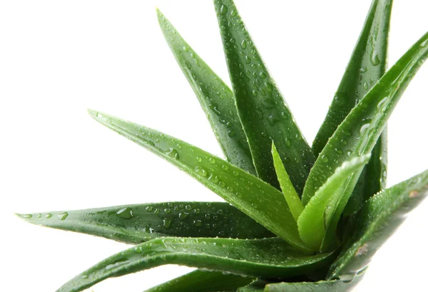 Planta aloe vera isolado em branco — Fotografia de Stock