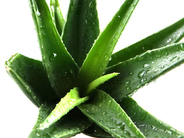 Tumbuhan vera aloe terisolasi di atas putih — Stok Foto