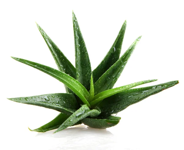 aloe vera bitkisi beyaz üzerine izole