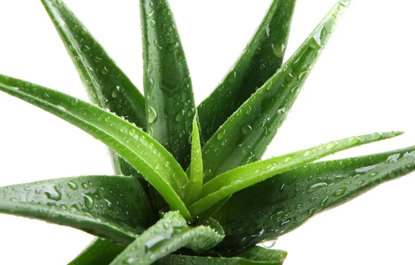 Planta de aloe vera aislada en blanco — Foto de Stock