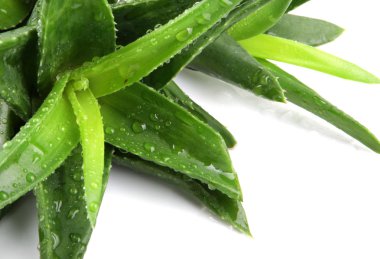 aloe vera bitkisi beyaz üzerine izole