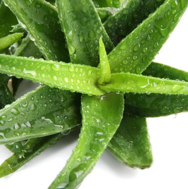 aloe vera bitkisi beyaz üzerine izole