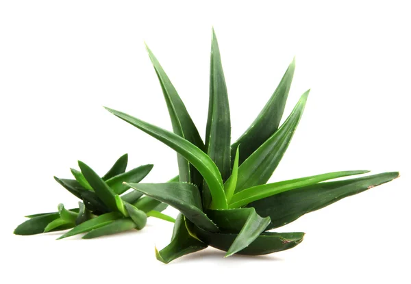 Pianta di aloe vera isolata su bianco — Foto Stock