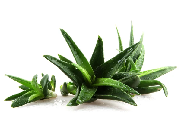 Aloe vera plante isolée sur blanc — Photo