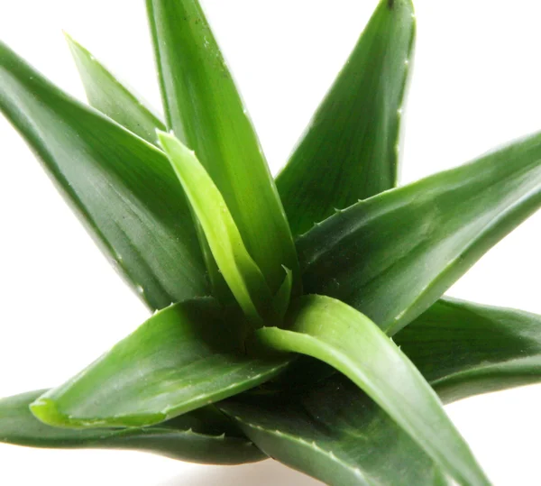 Planta Aloe Vera Aislada Blanco —  Fotos de Stock