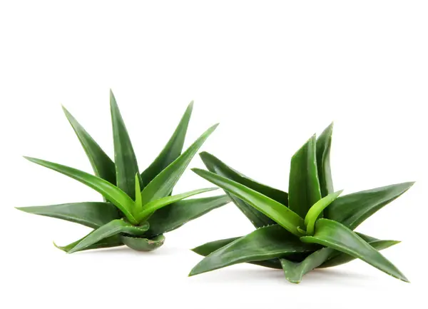 Aloe Vera Pflanze Isoliert Auf Weiß — Stockfoto