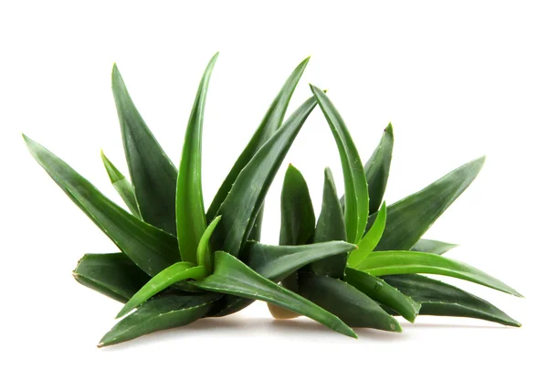 Planta aloe vera isolado em branco — Fotografia de Stock