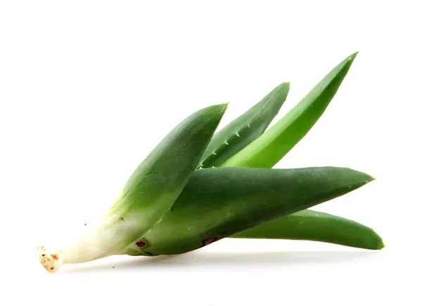 Aloe Vera Växt Isolerad Vit — Stockfoto