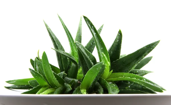 Aloe vera växt isolerad på vit — Stockfoto