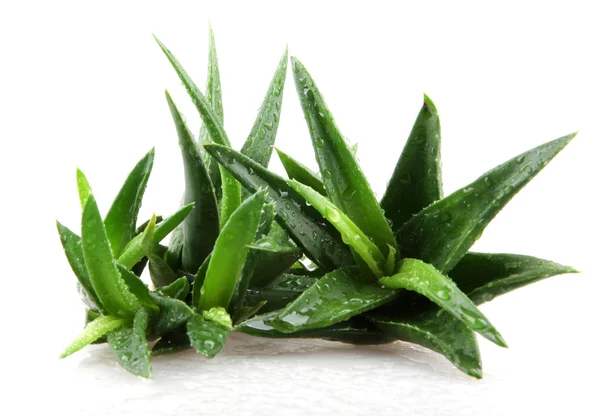 Aloe vera växt isolerad på vit — Stockfoto