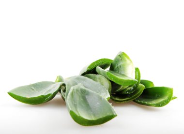 aloe vera bitkisi beyaz üzerine izole
