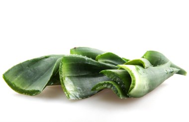 aloe vera bitkisi beyaz üzerine izole