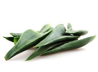 aloe vera bitkisi beyaz üzerine izole