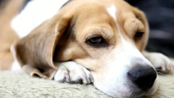 Beagle. — Vídeos de Stock