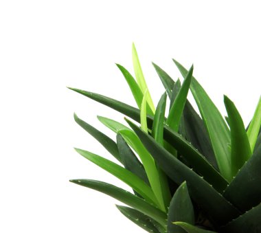 aloe vera bitkisi beyaz üzerine izole
