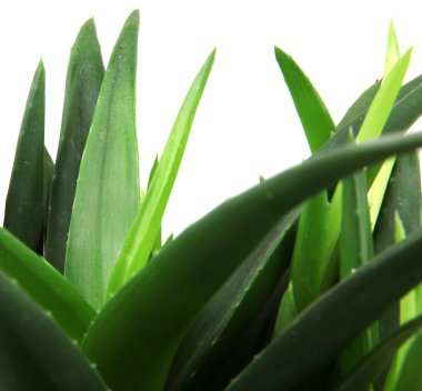aloe vera bitkisi beyaz üzerine izole