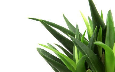 aloe vera bitkisi beyaz üzerine izole