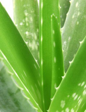 aloe vera bitkisi beyaz üzerine izole