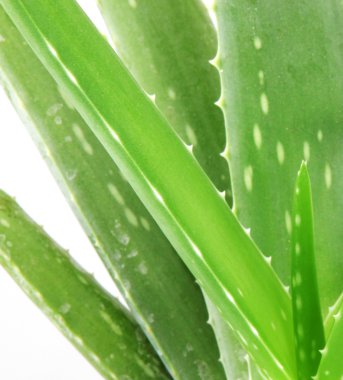 aloe vera bitkisi beyaz üzerine izole