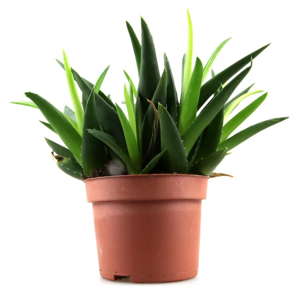 Pianta di aloe vera isolata su bianco — Foto Stock