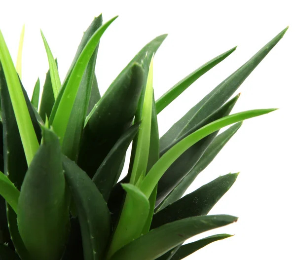 Aloe vera bitkisi beyaz üzerine izole — Stok fotoğraf