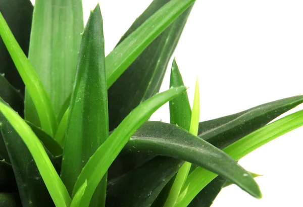 Aloe vera bitkisi beyaz üzerine izole — Stok fotoğraf