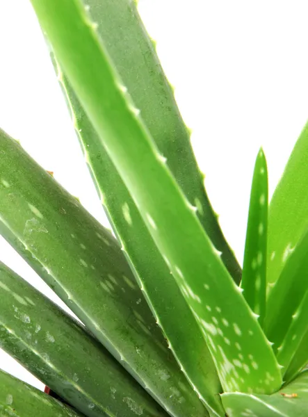 Tumbuhan vera aloe terisolasi di atas putih — Stok Foto