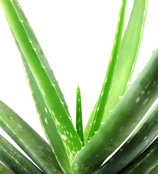 Planta aloe vera isolado em branco — Fotografia de Stock