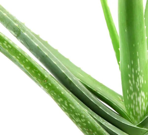 Planta aloe vera isolado em branco — Fotografia de Stock