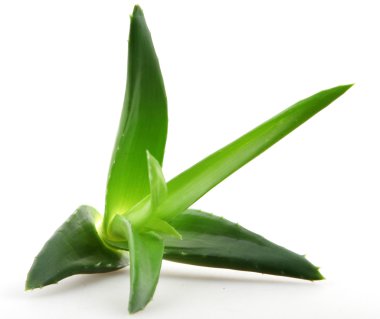 aloe vera bitkisi beyaz üzerine izole
