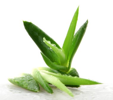aloe vera bitkisi beyaz üzerine izole