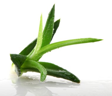 aloe vera bitkisi beyaz üzerine izole