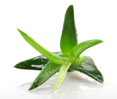 aloe vera bitkisi beyaz üzerine izole