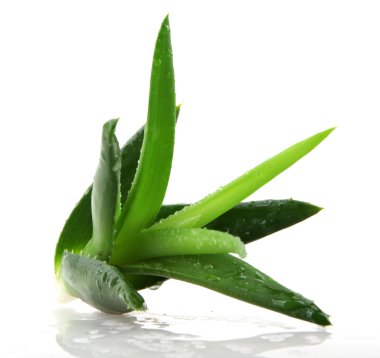 aloe vera bitkisi beyaz üzerine izole