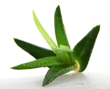 aloe vera bitkisi beyaz üzerine izole