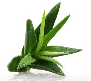 aloe vera bitkisi beyaz üzerine izole