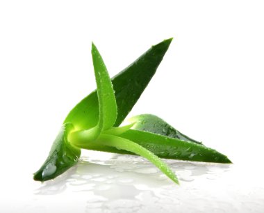 aloe vera bitkisi beyaz üzerine izole
