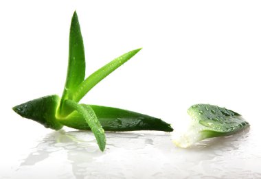 aloe vera bitkisi beyaz üzerine izole